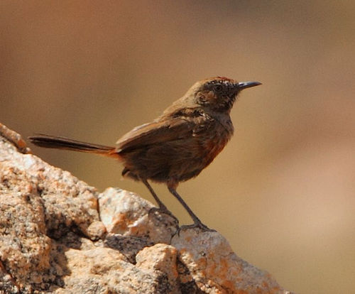 Cinnamon-breasted warbler